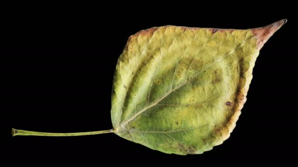 Zeitraffer Der Alterung Der Herbstblätter Schöne Natürliche Animation Auf Schwarzem — Stockvideo