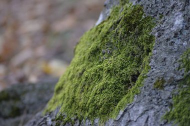 Eski bir ağaçta yeşil yosun