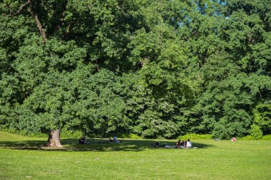 İnsanlar Maksimir 'de yeşil bir çayırda büyük bir ağacın altında dinleniyorlar. 2020 baharında. Zagreb - Hırvatistan