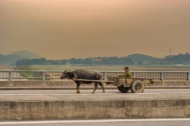 Tay oğlu, Vietnam - 1 Kasım 2017: Genç Vietnamlı çocuk Tay oğul, Vietnam bullock sepetindeki sürme.