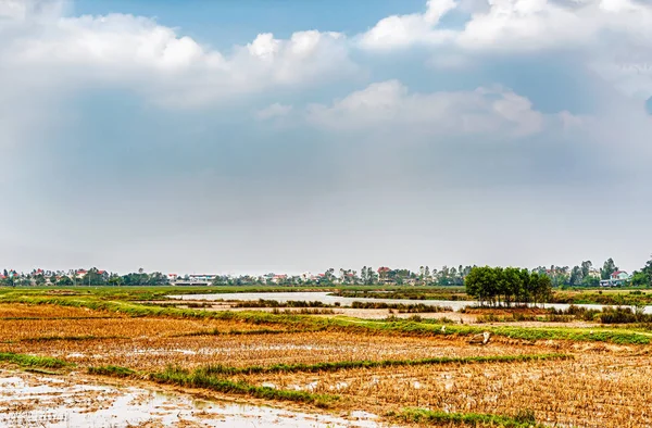 Живописный Вид Рисовые Поля Возле Нгиа Трунга Вьетнаме — стоковое фото