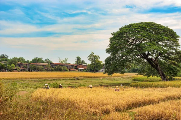 Nong Bok Laos November 2017 Personer Som Arbetar Risfältet Längs — Stockfoto