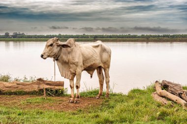 Mekong Nehri yakınındaki Kratie Kamboçya'da, beyaz sığır kadar sıkı