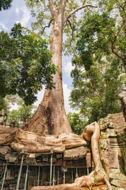 Ta tapınağın kalıntıları Prohm Angkor ağaçları ile büyümüş, Siem Reap, Kamboçya, geç 12 ve erken 13 centuries.it içinde inşa tarafından Khmer Kral Budist manastır ve üniversite olarak kuruldu. 