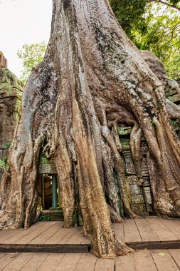 Ta tapınağın kalıntıları Prohm Angkor ağaçları ile büyümüş, Siem Reap, Kamboçya, geç 12 ve erken 13 centuries.it içinde inşa tarafından Khmer Kral Budist manastır ve üniversite olarak kuruldu. 