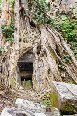 Ta tapınağın kalıntıları Prohm Angkor ağaçları ile büyümüş, Siem Reap, Kamboçya, geç 12 ve erken 13 centuries.it içinde inşa tarafından Khmer Kral Budist manastır ve üniversite olarak kuruldu. 