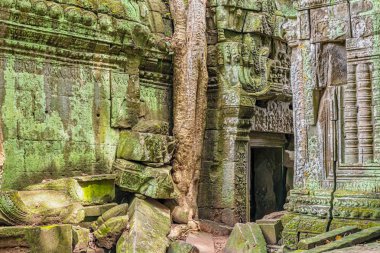Ta tapınağın kalıntıları Prohm Angkor ağaçları ile büyümüş, Siem Reap, Kamboçya, geç 12 ve erken 13 centuries.it içinde inşa tarafından Khmer Kral Budist manastır ve üniversite olarak kuruldu. 