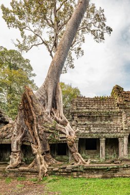 Preah Khan Angkor, Kamboçya, bir Budist tapınağında 12. yüzyılda inşa edilmiş. Bu kuruluş, neredeyse 100,000 yetkilileri ve görevlileri ile merkezi oldu. Ağaçlar ve diğer bitki örtüsü tarafından büyümüş yapıldı..