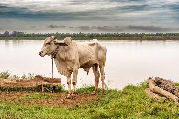 White Cattle Tight Bank Mekong River Cambodia Kratie — Stock Photo, Image
