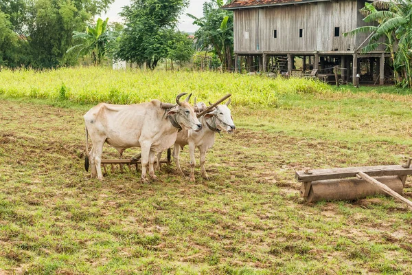 Two Harnessed White Buffalo Plowing Rice Field Traditionally Wooden Plough — Stock Photo, Image
