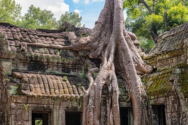 stock image Ta Prohm  the temple ruins overgrown with trees at Angkor, Siem Reap , Cambodia, built in late 12th and early 13th centuries.it was founded by the Khmer King as Buddhist monastery and university. 