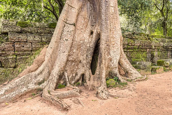 Prohm Temple Ruins Overgrown Trees Angkor Siem Reap Cambodia Built — Stock Photo, Image