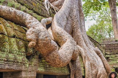 Angkor, Kamboçya - 17 Kasım 2017: Ta tapınağın kalıntıları Angkor, Siem Reap, Kamboçya, geç 12 ve erken 13 centuries.it içinde inşa ağaçları ile büyümüş Prohm kadın tarafından Khmer Kral Budist manastır ve üniversite olarak kuruldu. 