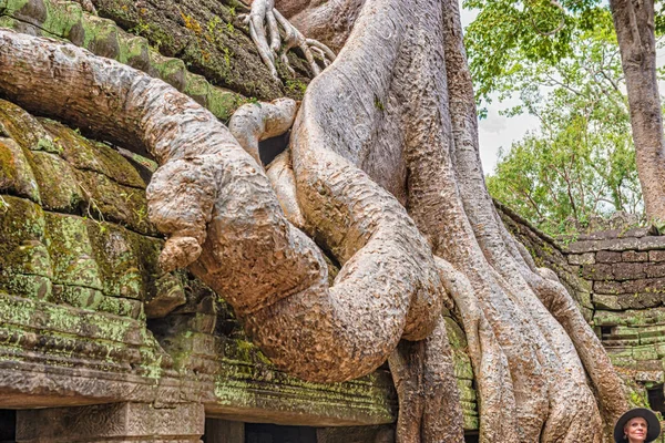 Angkor Kambodscha Nov 2017 Frau Prohm Den Mit Bäumen Bewachsenen — Stockfoto