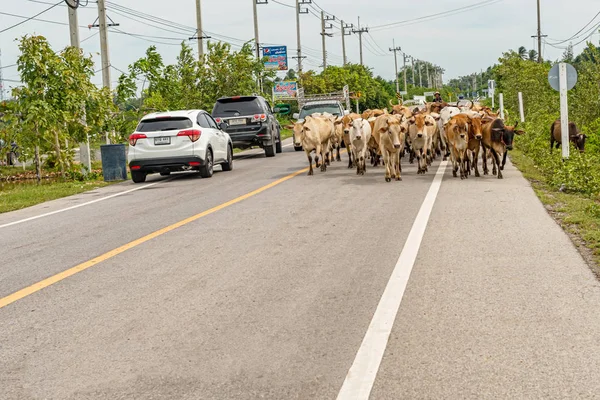 Prachuap Khiri Khan Thailand Nov 2017 Cows Sharing Road People — Stock Photo, Image