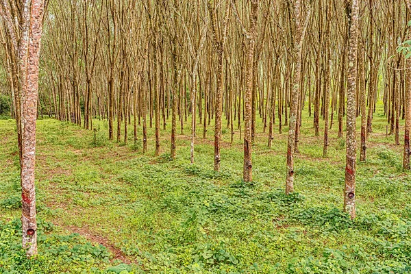 Filas Árboles Caucho Plantación Caucho Uno Los Principales Productos Agrícolas — Foto de Stock