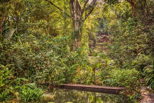 马来西亚槟城热带香料园内的树木和植物 — 图库照片