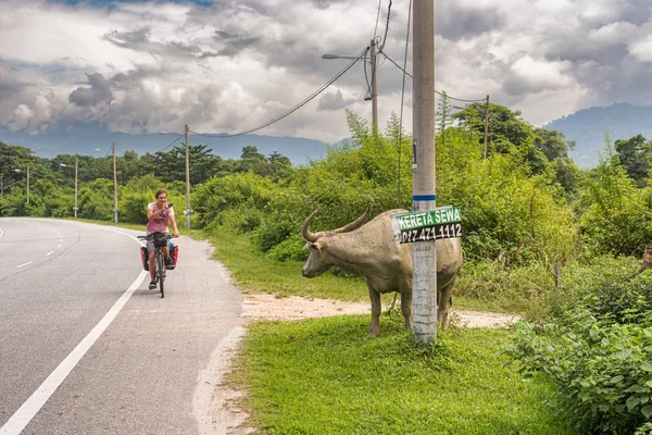 Perak Malaysia December 2017 Man Riding Bicycle Taking Picture Cow — Stock Photo, Image