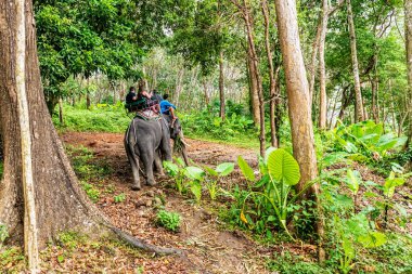 Phuket, Tayland - 7 Ocak 2018: Phuket, Tayland yakınındaki yağmur ormanlarında fil sürme turist.