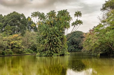 Palmiye ağaçları Island Kuğu Gölü içinde Singapore Botanik Bahçeleri manzaralı.