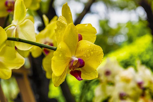 Flores Orquídeas Tropicais Delicadas Bonitas National Orchid Garden Localizado Dentro — Fotografia de Stock