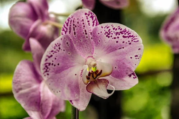 Flores Orquídeas Tropicais Delicadas Bonitas National Orchid Garden Localizado Dentro — Fotografia de Stock