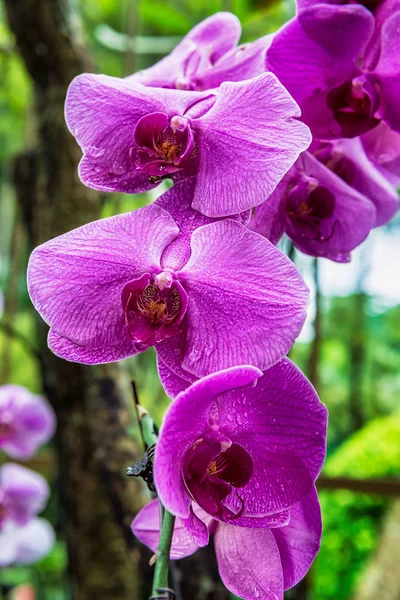 Flores Orquídeas Tropicais Delicadas Bonitas National Orchid Garden Localizado Dentro — Fotografia de Stock