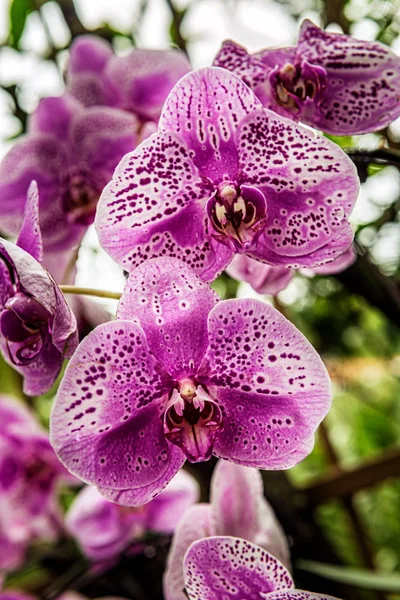 Flores Orquídeas Tropicais Delicadas Bonitas National Orchid Garden Localizado Dentro — Fotografia de Stock