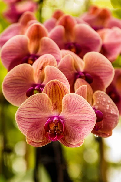 Flores Orquídeas Tropicais Delicadas Bonitas National Orchid Garden Localizado Dentro — Fotografia de Stock