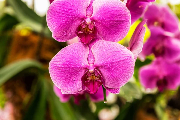 Flores Orquídeas Tropicais Delicadas Bonitas National Orchid Garden Localizado Dentro — Fotografia de Stock