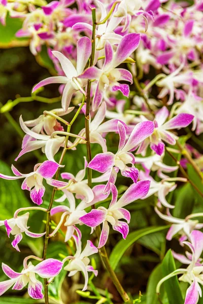 Flores Orquídeas Tropicais Delicadas Bonitas National Orchid Garden Localizado Dentro — Fotografia de Stock