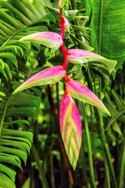 Close View Red Yellow Heliconia Rauliniana Berreiros Flower Growing Botanic — Stock Photo, Image