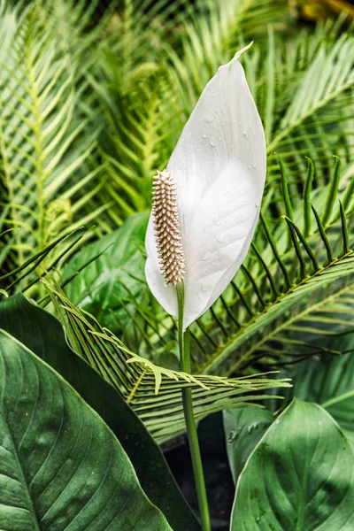 Vista Perto Único Lírio Branco Arum Lily Zantedeschia Aethiopica Flor — Fotografia de Stock