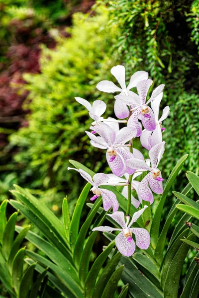 Zarte Und Schöne Tropische Orchideenblumen Nationalen Orchideengarten Der Sich Innerhalb — Stockfoto