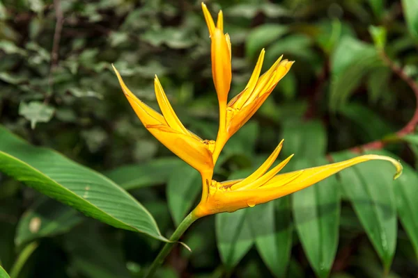 Close View Beautiful Yellow Heliconia Rauliniana Flower Growing Singapore Botanic — Stock Photo, Image