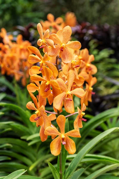 Flores Orquídeas Tropicais Delicadas Bonitas National Orchid Garden Localizado Dentro — Fotografia de Stock