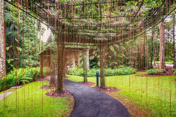 Geçit Manzaraya Köklerin Singapur Botanik Bahçeleri Içinde Perde — Stok fotoğraf