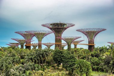 Supertree Grove, büyük saçak ve Bay Singapur bahçelerle gece renkli ışıkları ile çok yüksek ağaçlar benzeyen benzersiz dikey bahçeler.