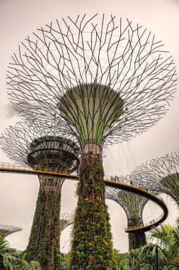Singapur - 14 Ocak 2018: turist platformda Supertree Grove, dikey bahçeleri çok yüksek ağaçlar, saçak ve Bay Singapur bahçelerle renkli ışıkları gece benzeyen yürüme..