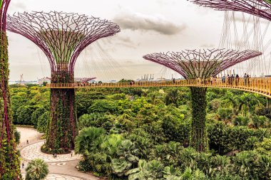 Singapur - 14 Ocak 2018: turist platformda Supertree Grove, dikey bahçeleri çok yüksek ağaçlar, saçak ve Bay Singapur bahçelerle renkli ışıkları gece benzeyen yürüme..