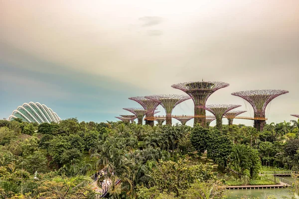 Singapur Ocak 2018 Turist Platformda Supertree Grove Dikey Bahçeleri Çok — Stok fotoğraf