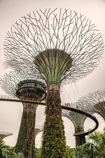 Singapur Ocak 2018 Turist Platformda Supertree Grove Dikey Bahçeleri Çok — Stok fotoğraf