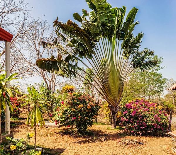 Private Garden House Majestic Palm Panama Countryside Azuero Peninsula — Stock Photo, Image