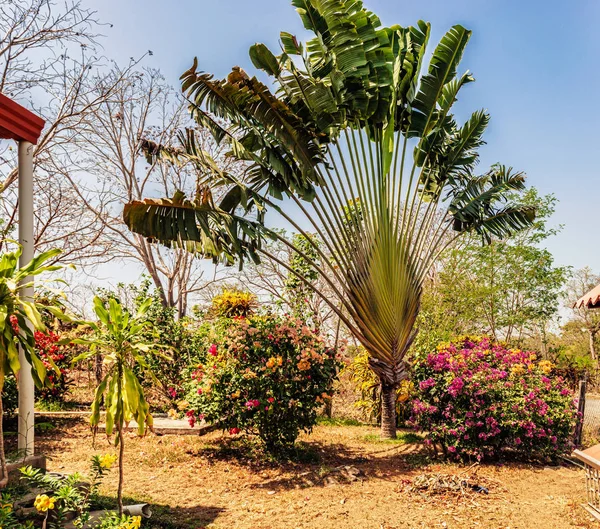 Panama Kırsal Azuero Yarımadası Görkemli Palm Ile Evin Etrafında Özel — Stok fotoğraf