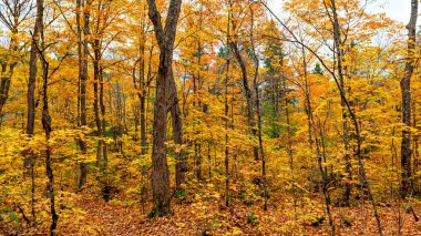 Ontario 'daki Algonquin Park' taki ormana bak. Resimli sonbahar renkleri ağaçlarda.