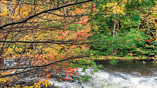 观看安大略省阿尔贡金公园的森林 图画般的秋天色彩落在树上 — 图库照片