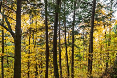 Ontario 'daki Algonquin Park' taki ormana bak. Resimli sonbahar renkleri ağaçlarda.