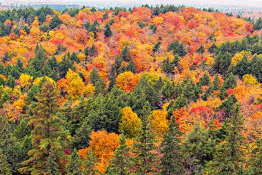 Ontario 'daki Algonquin Park' taki ormana bak. Resimli sonbahar renkleri ağaçlarda.