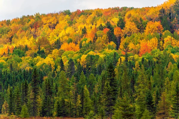 Vista Para Floresta Algonquin Park Ontário Cores Outono Pitorescas Árvores — Fotografia de Stock