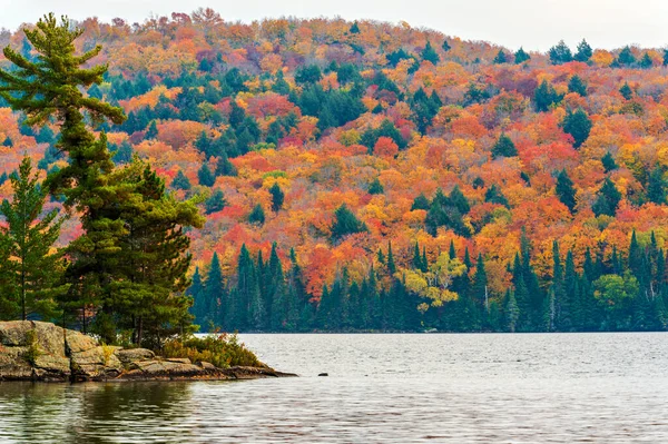 オンタリオ州のアルゴンキン公園の森で眺めます 木の上の絵のような紅葉 — ストック写真